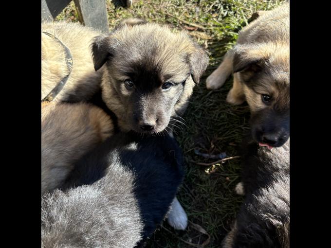 German shepardx pyrenees
