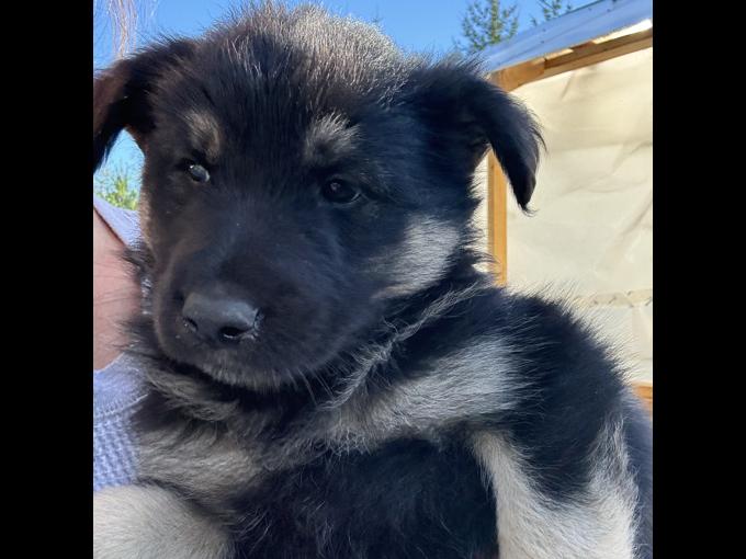 German shepardx pyrenees
