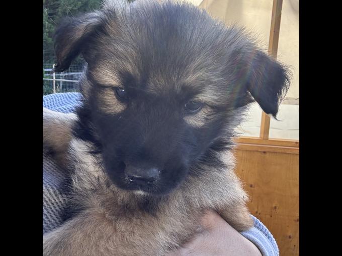 German shepardx pyrenees