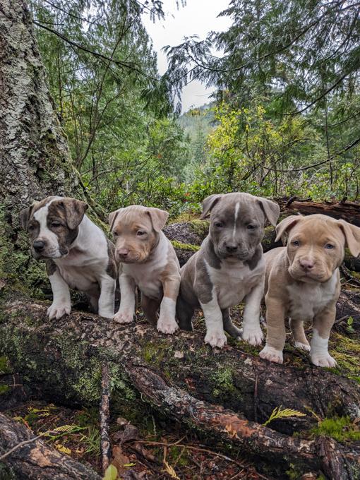 American bully