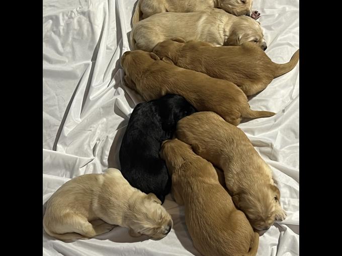 Retriever and Pyrenees