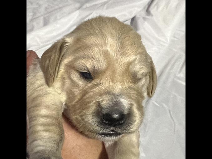 Retriever and Pyrenees