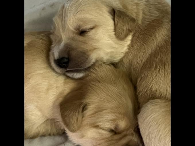 Retriever and Pyrenees