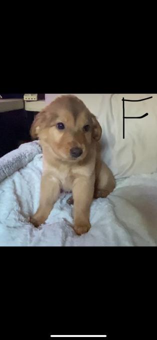 Golden retriever