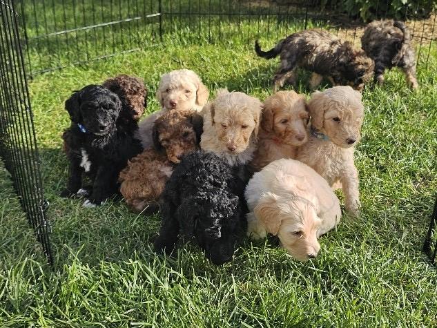 Standard Poodle