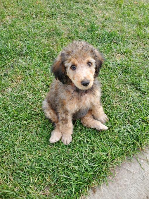 Standard Poodle