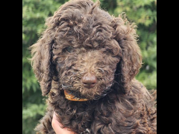 Standard Poodle