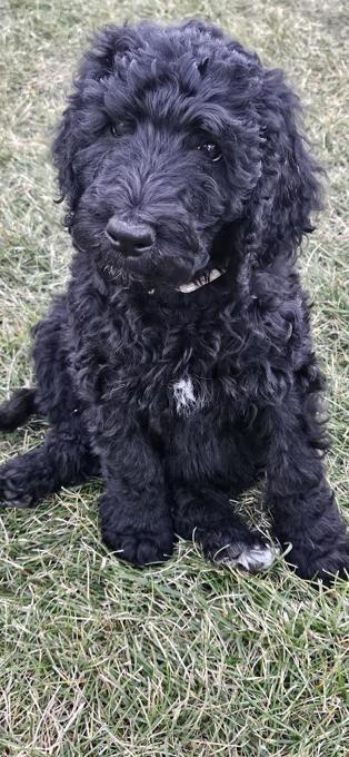 Standard Poodle