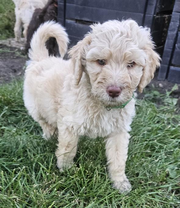 Standard Poodle