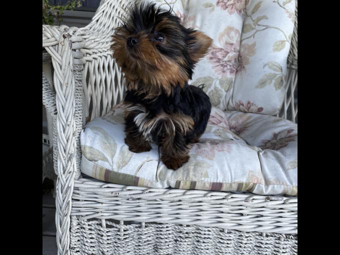Yorkie