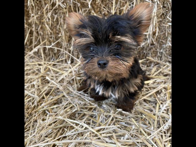 Yorkie