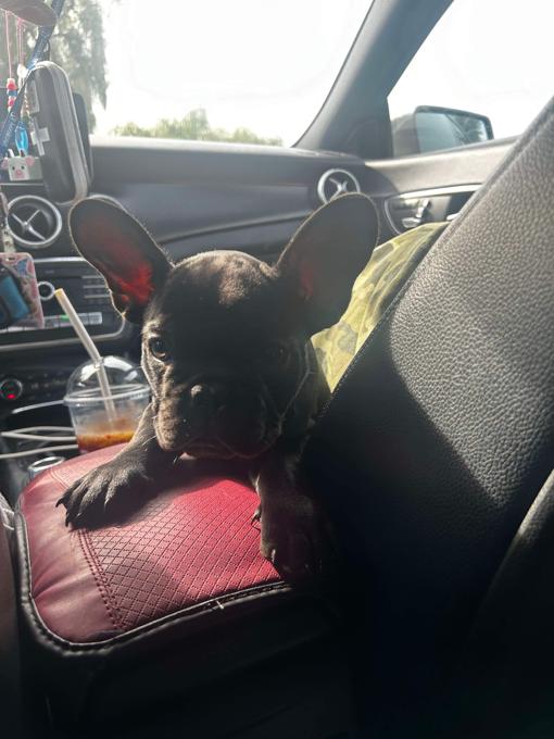 French bull dog