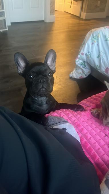 French bull dog