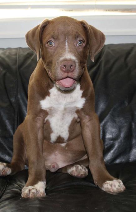 American Bulldog
