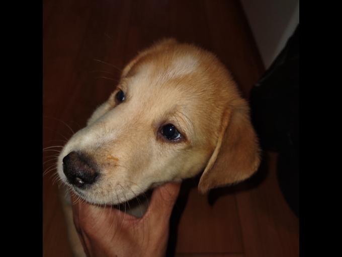 Great Pyrenees Siberian husky cross