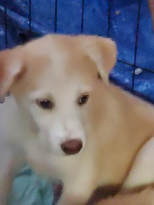 Great Pyrenees Siberian husky cross