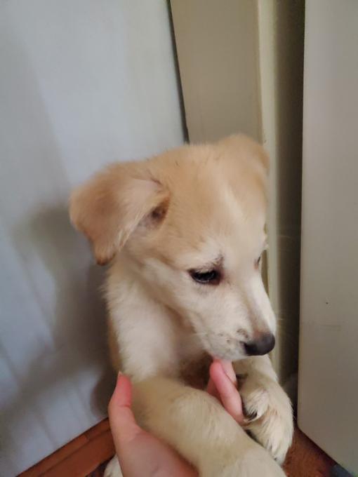 Great Pyrenees Siberian husky cross