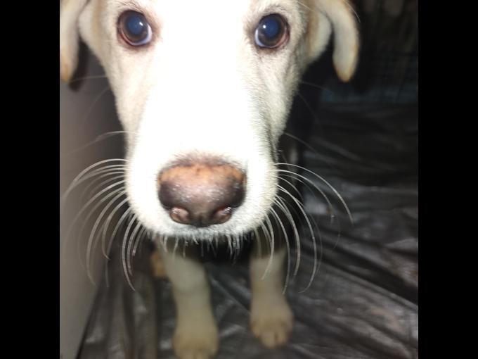 Great Pyrenees Siberian husky cross