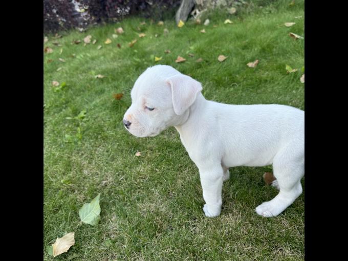 Anerican staffordshire