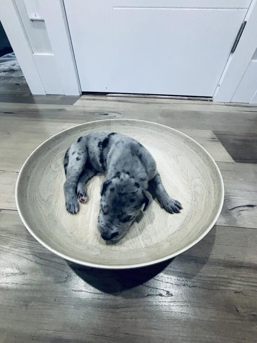 Great Dane