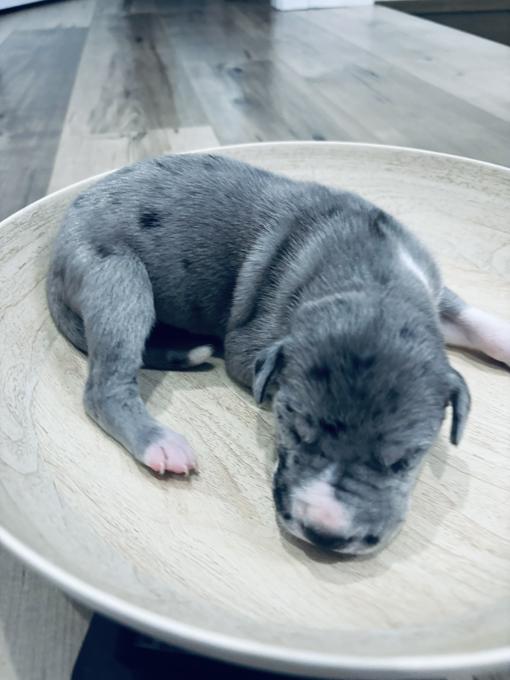 Great Dane