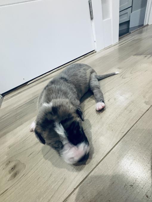 Great Dane
