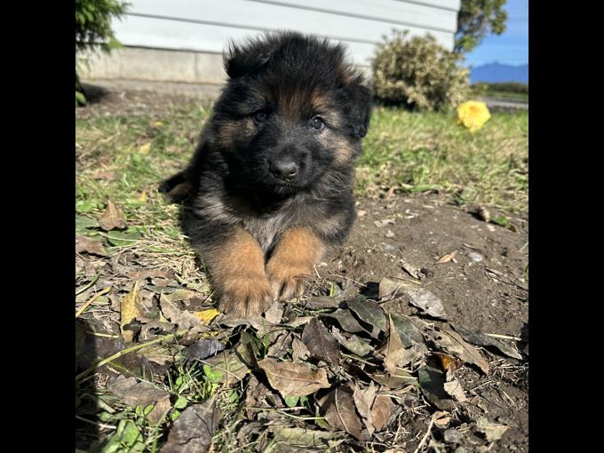 German shepherd