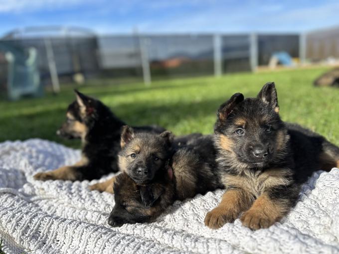German shepherd