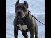 American Bully