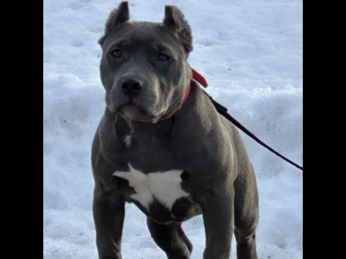 American Bully