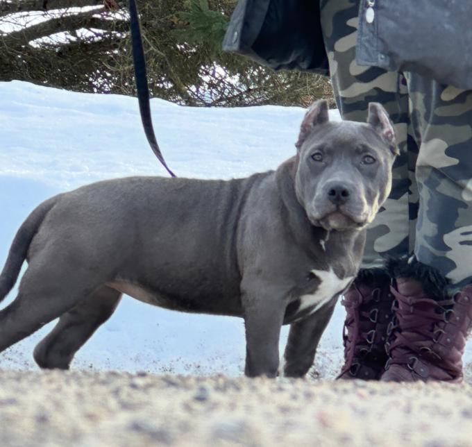 American Bully
