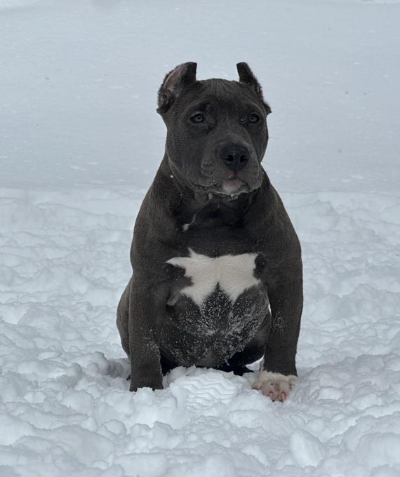 American Bully