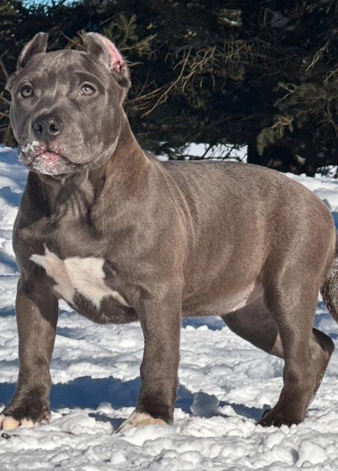 American Bully