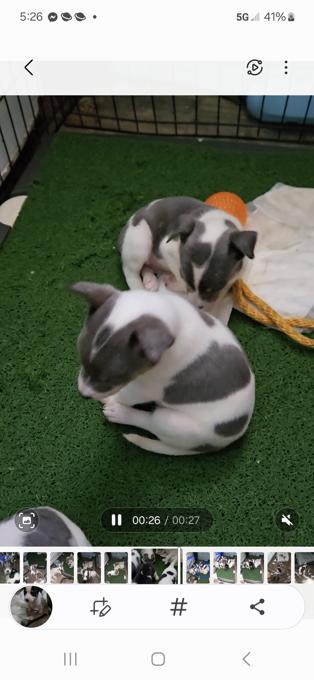 Rat Terriers