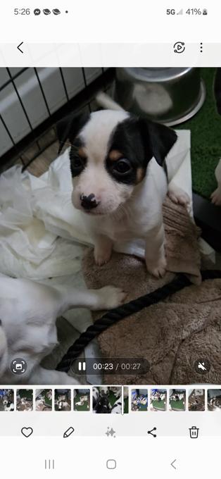 Rat Terriers