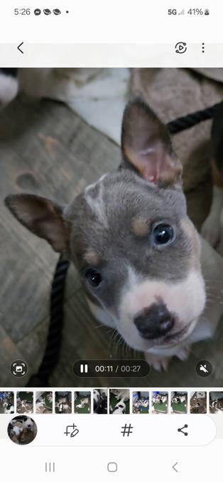 Rat Terriers