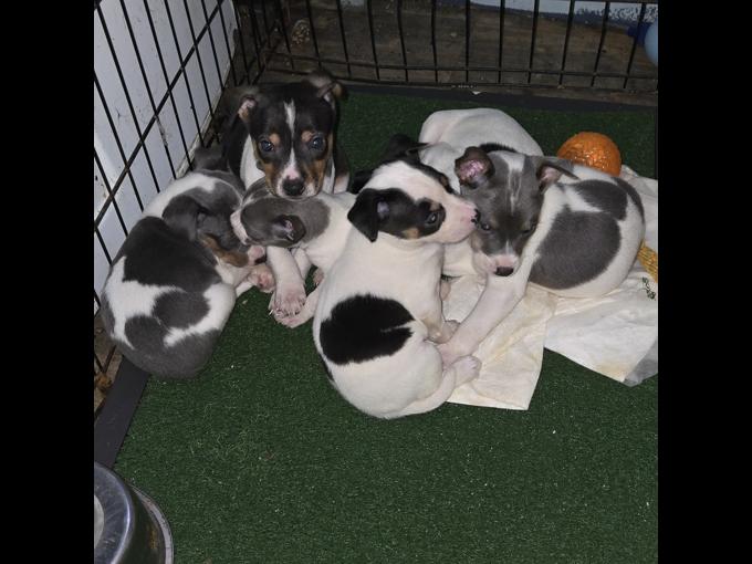 Rat Terriers