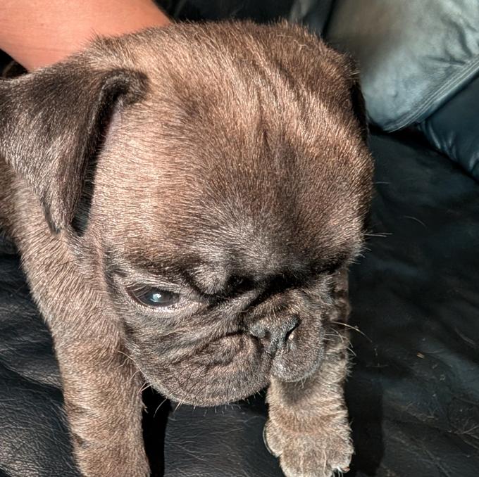 Pug
