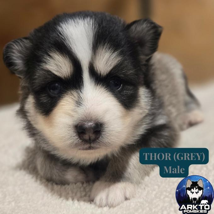 Pomsky