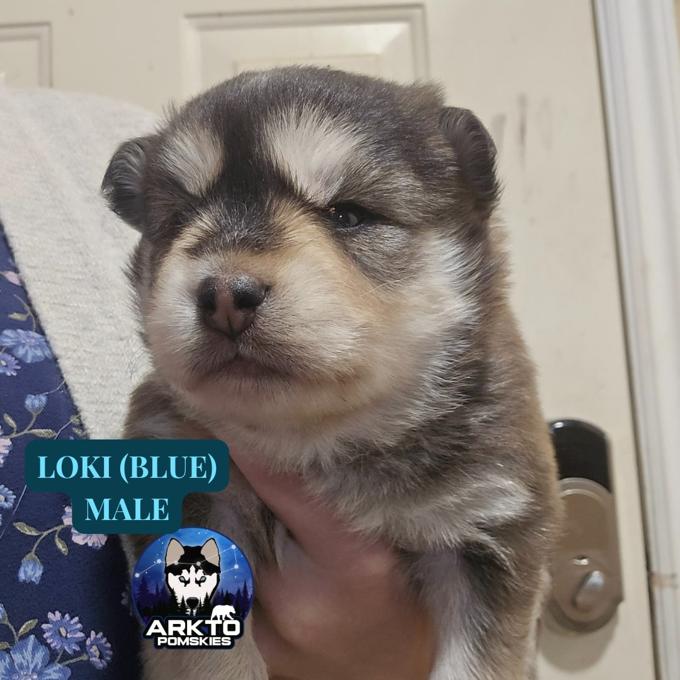 Pomsky