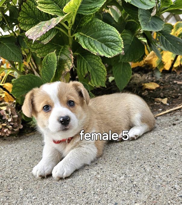 pembroke welsh corgi