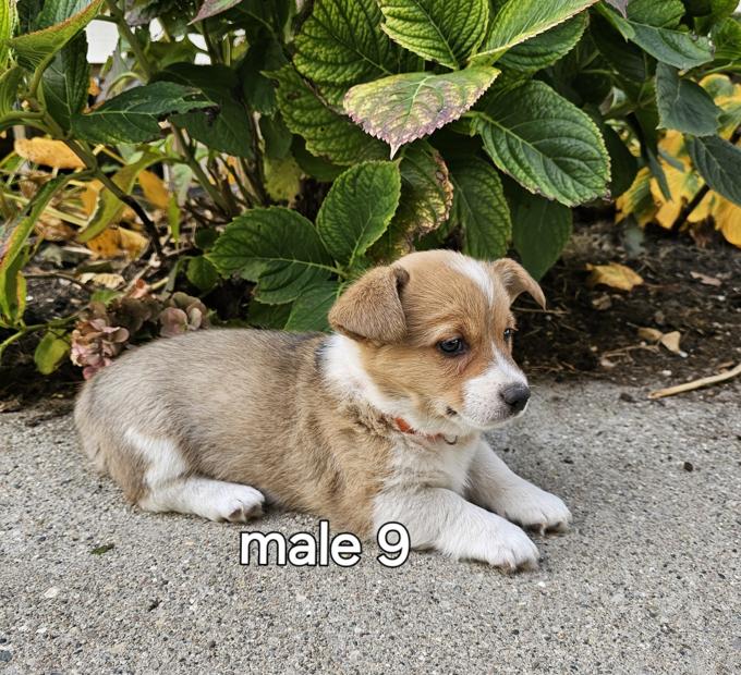 pembroke welsh corgi