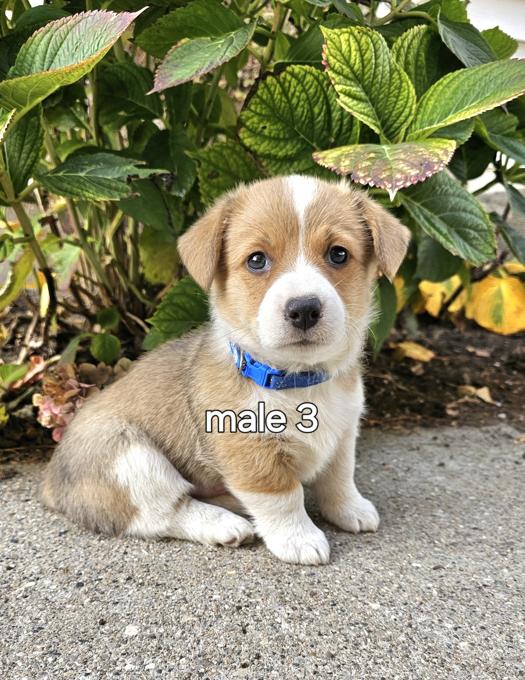 pembroke welsh corgi