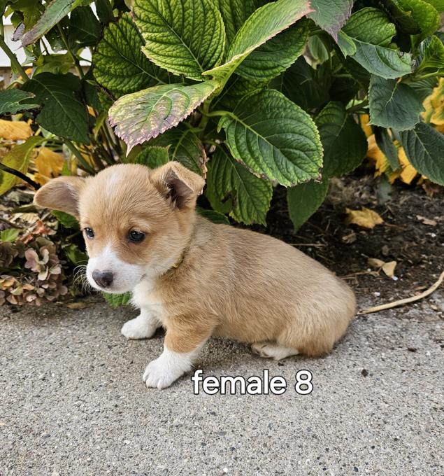 pembroke welsh corgi