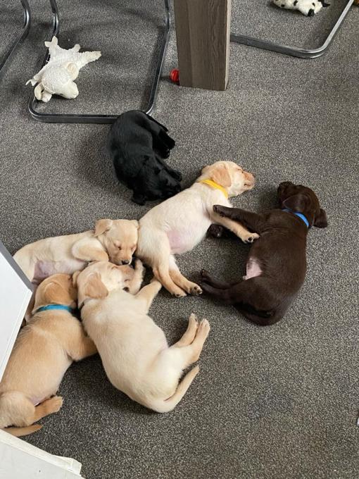 Labrador Retriever