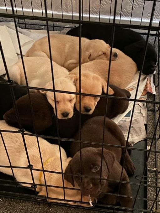 Labrador Retriever