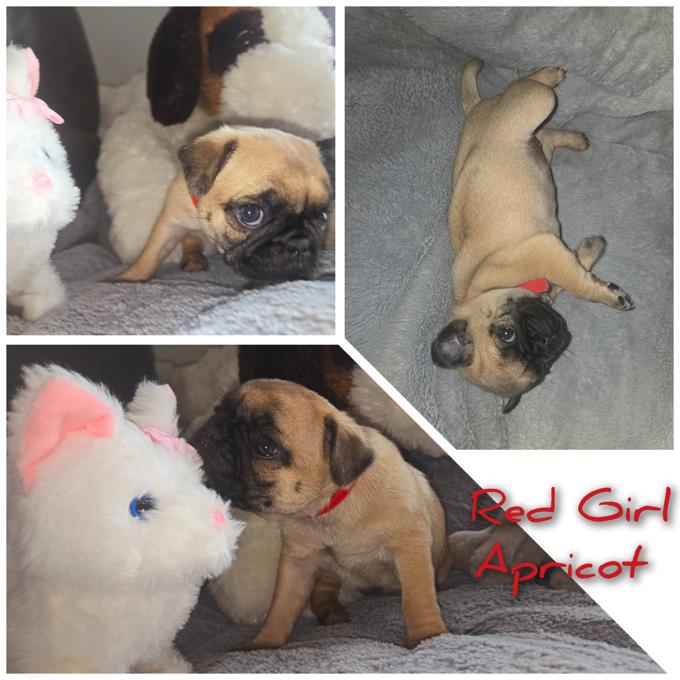 pug