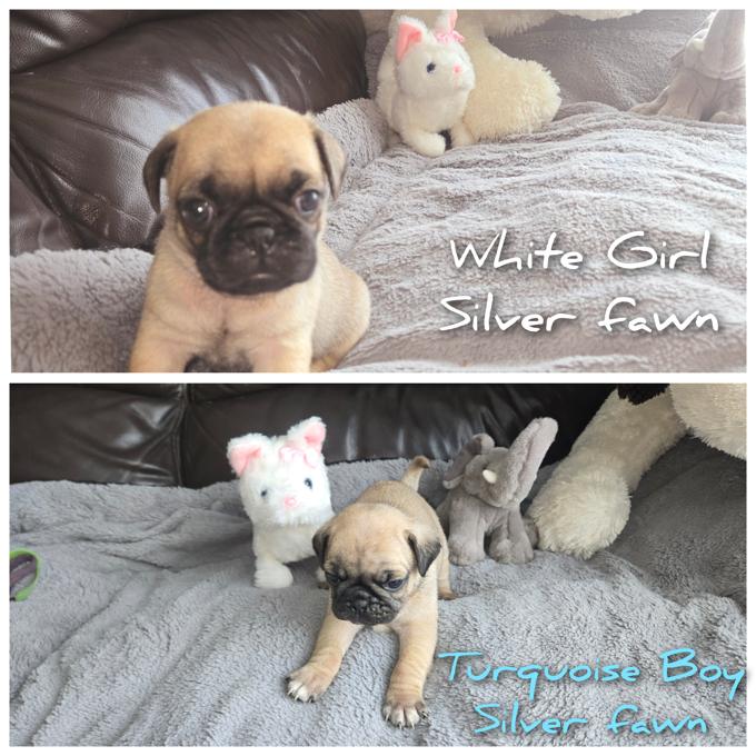 pug