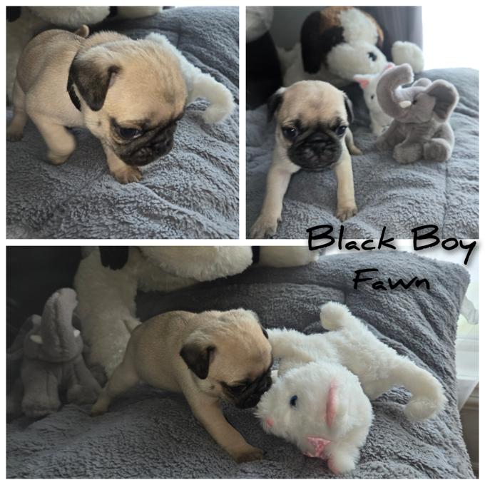 pug
