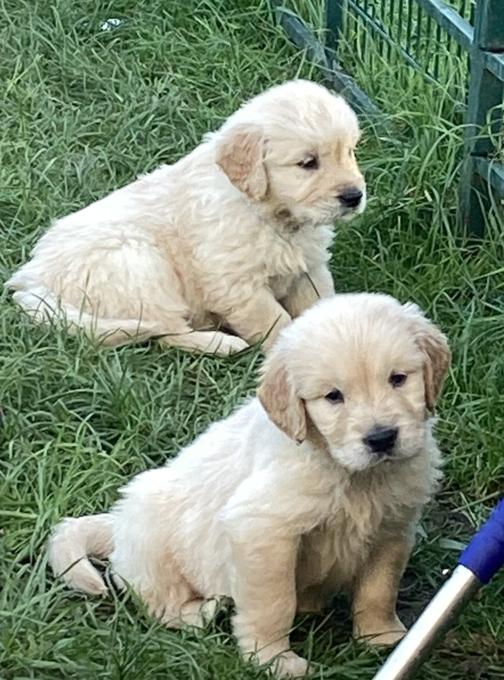 Golden Retriever